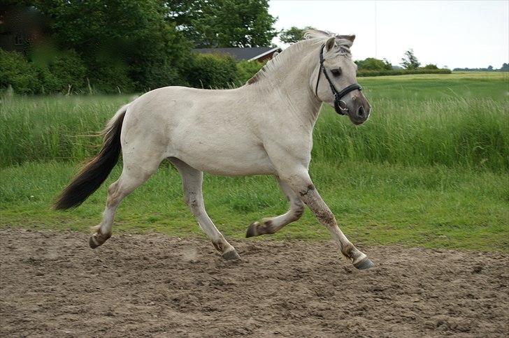Fjordhest Glibings Hulder  billede 15