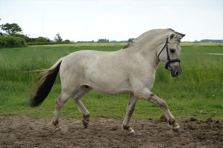 Fjordhest Glibings Hulder  billede 16