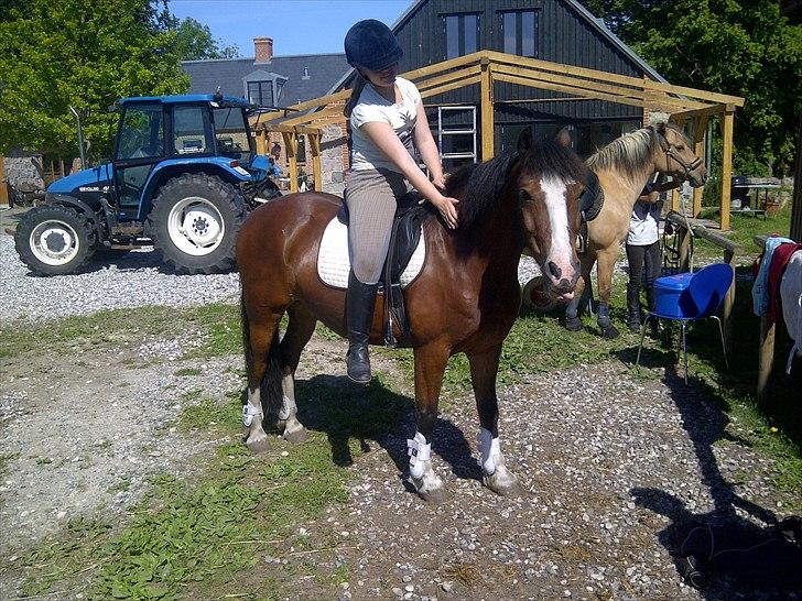 Welsh Cob (sec D) | Rytterbjergets Nico - Lukas  - jeg hygger med min dejlige pony<3. billede 16