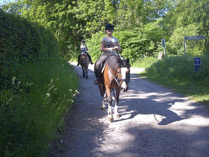 Welsh Cob (sec D) | Rytterbjergets Nico - Lukas  - skridter af i skoven I:' billede 17