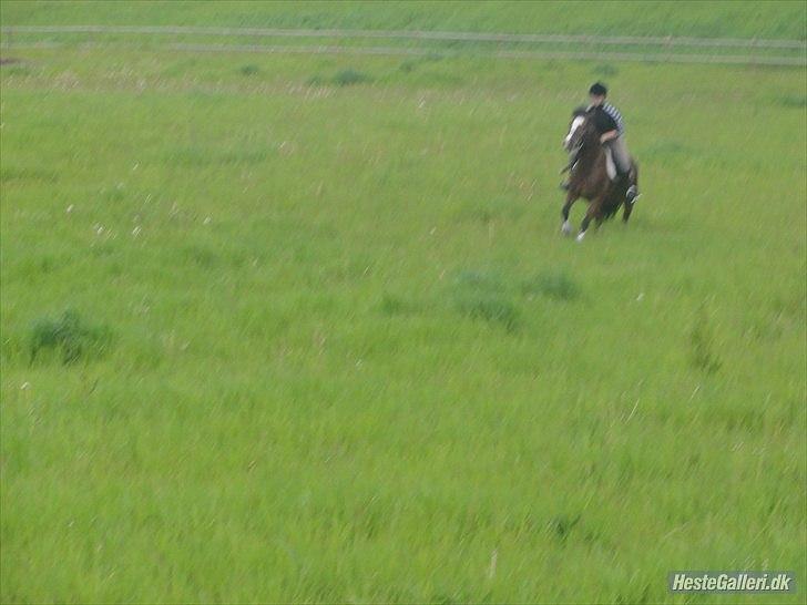 Welsh Cob (sec D) | Rytterbjergets Nico - Lukas  - da han lige havde stejlede!:-D. billede 18