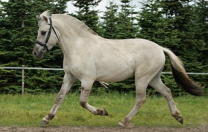 Fjordhest Glibings Hulder  billede 17