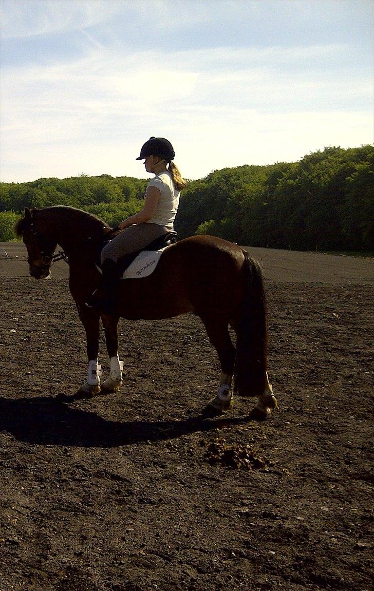 Welsh Cob (sec D) | Rytterbjergets Nico - Lukas  - d. 2 juni - en dejlig sommerdag!:-D. billede 19