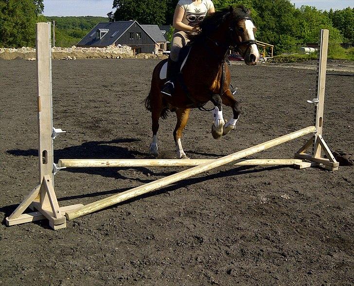 Welsh Cob (sec D) | Rytterbjergets Nico - Lukas  - d. 2 juni - en dejlig sommerdag!:-D. billede 20