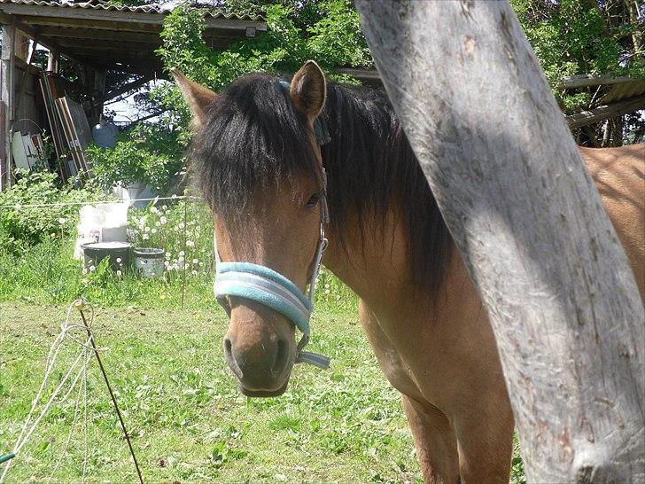 Anden særlig race Abby billede 19