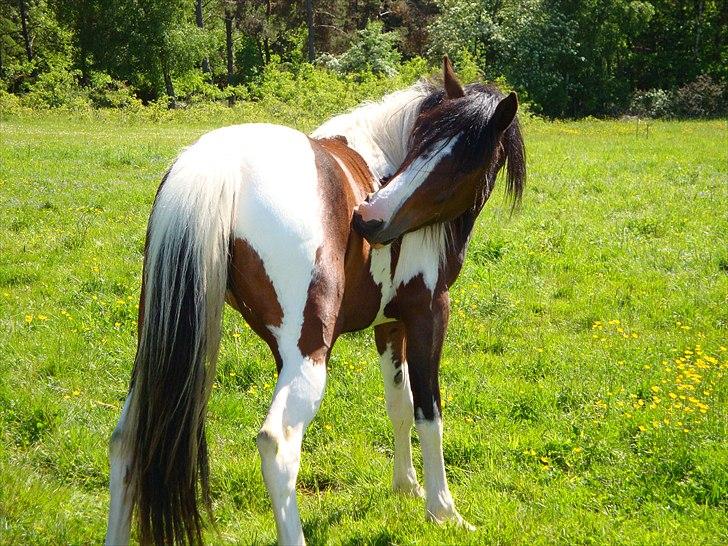 Pinto Shanti pilegaard - 2 år gammel billede 15