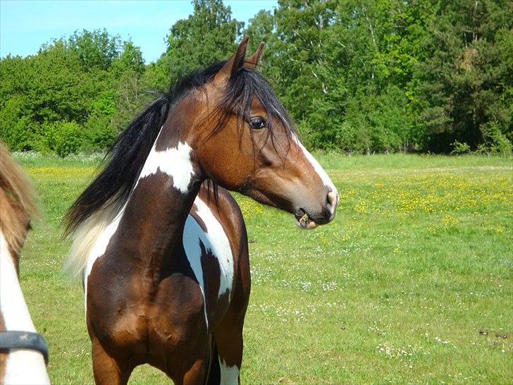 Pinto Shanti pilegaard - 2 år gammel billede 16