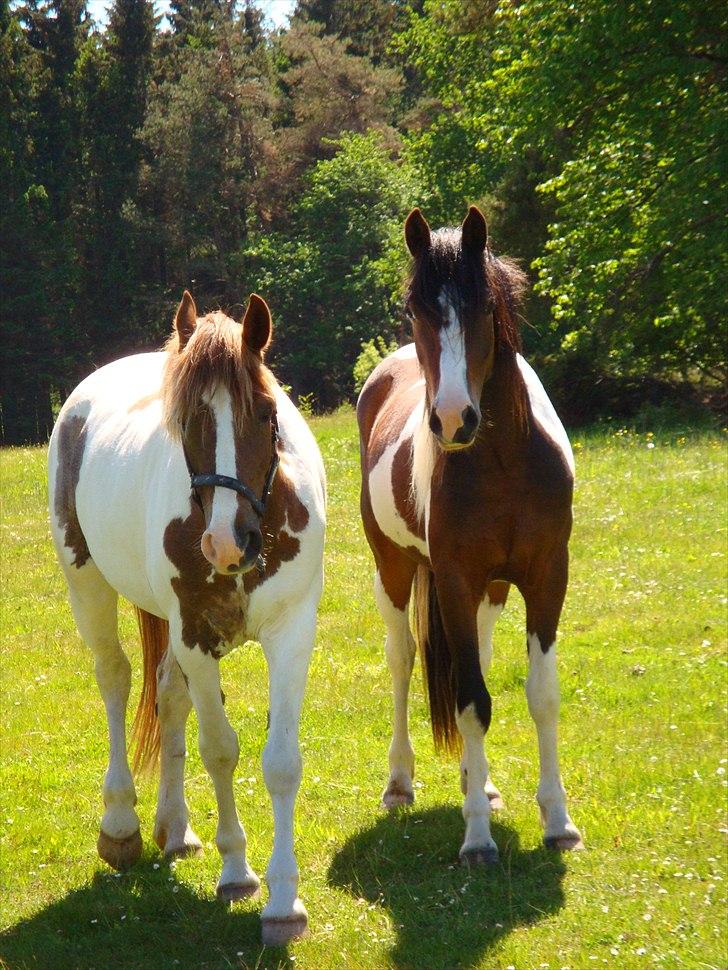 Pinto Shanti pilegaard billede 17