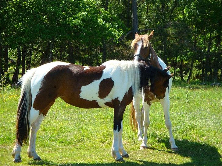 Pinto Shanti pilegaard billede 18