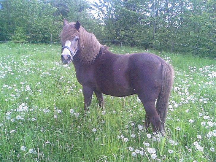 New Forest Perle! Solgt):<3 - Perle's smukke mor! Kan i se, at hun ligner hende snydt ud af næsen! Moderen er bare lidt mørkere i farven!  billede 4