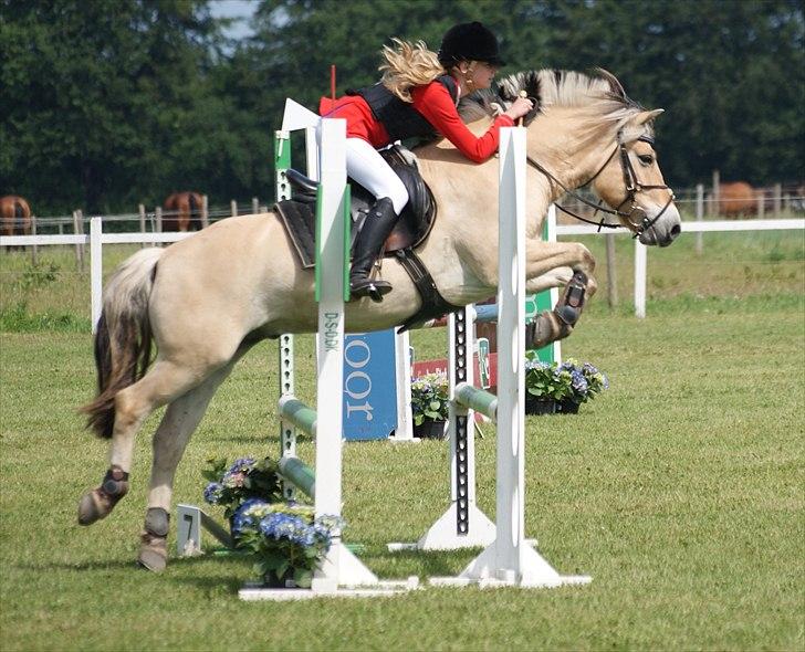 Anden særlig race Cognac billede 6