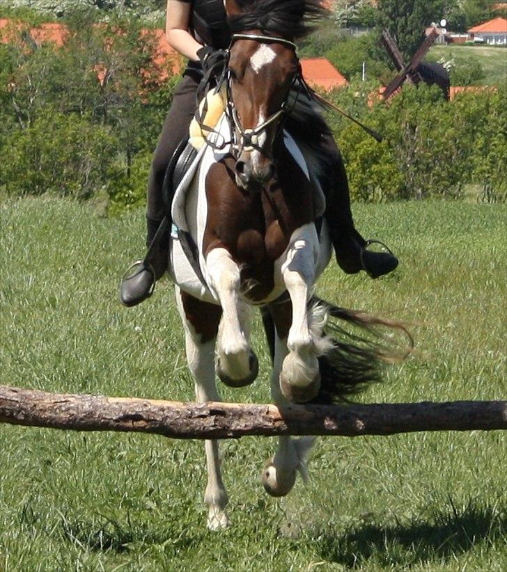 Anden særlig race Tinka - Dét sker der, når man springer med for lange stigbøjler.. :-).  billede 11