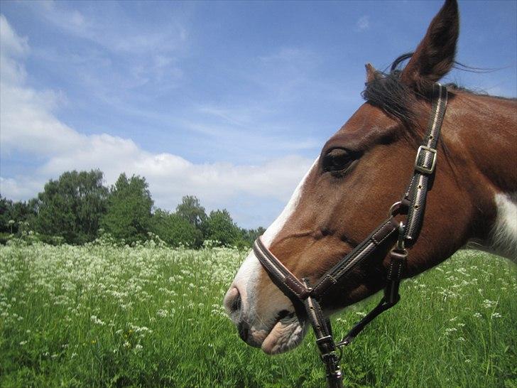 Anden særlig race Bess billede 4