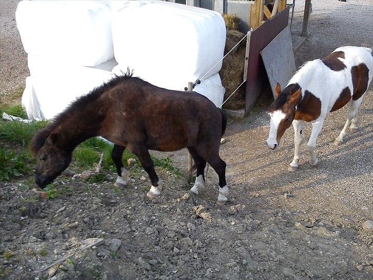 Anden særlig race Bess - "Hej Sorte må jeg være med?" :) billede 11