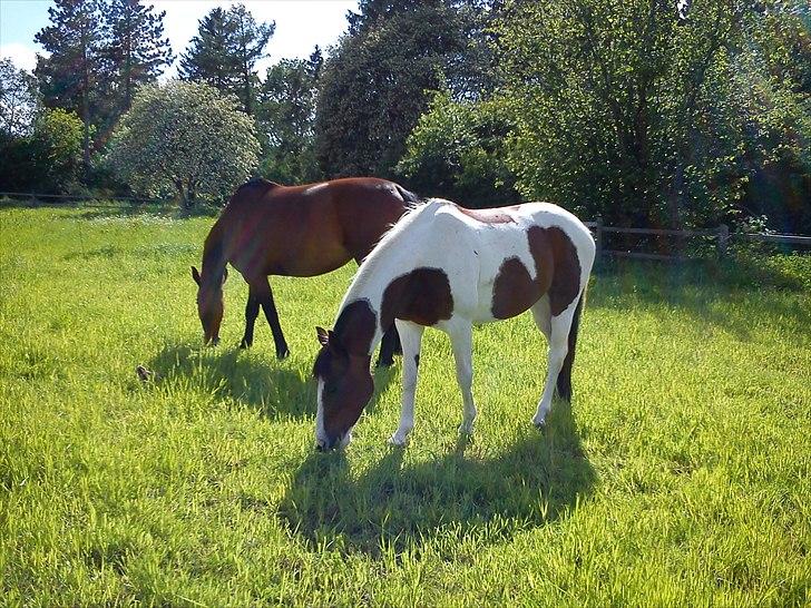 Anden særlig race Bess billede 9