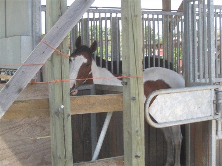 Anden særlig race Bess - Bess i automat :) billede 14