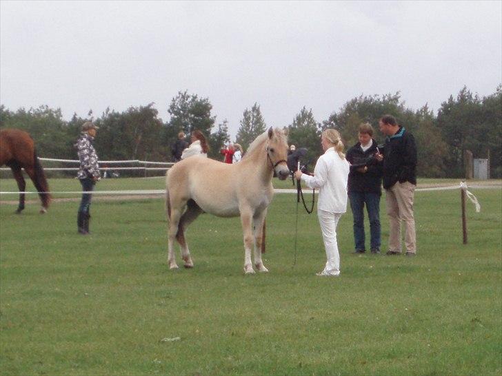 Fjordhest Marika Møldrup - Store hestedag som 1 års ca 1½ måned efter hendes fødselsdag. billede 5