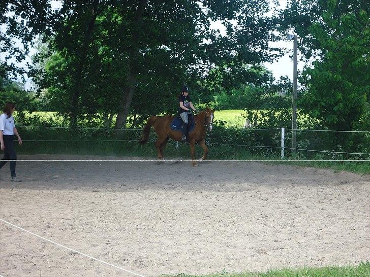 Anden særlig race Bella - <3 billede 12