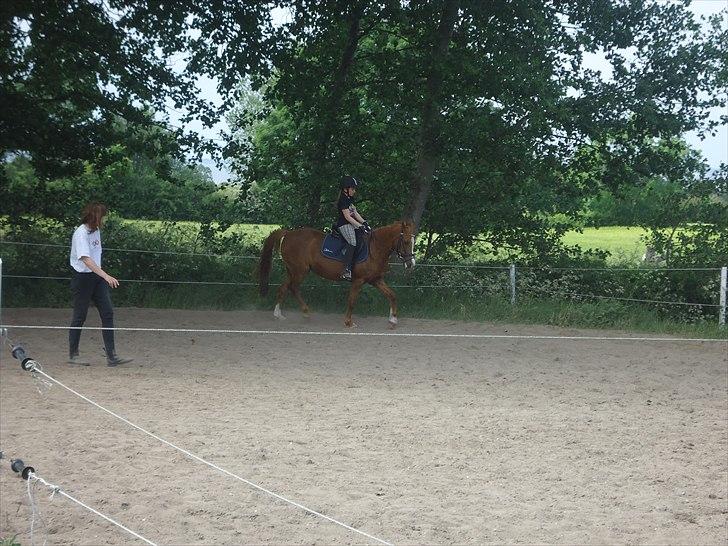 Anden særlig race Bella billede 11