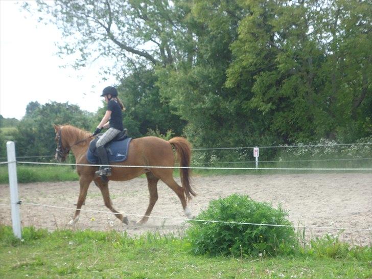 Anden særlig race Bella billede 10