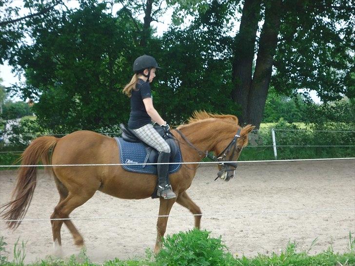 Anden særlig race Bella - Fint <3<3
 billede 9