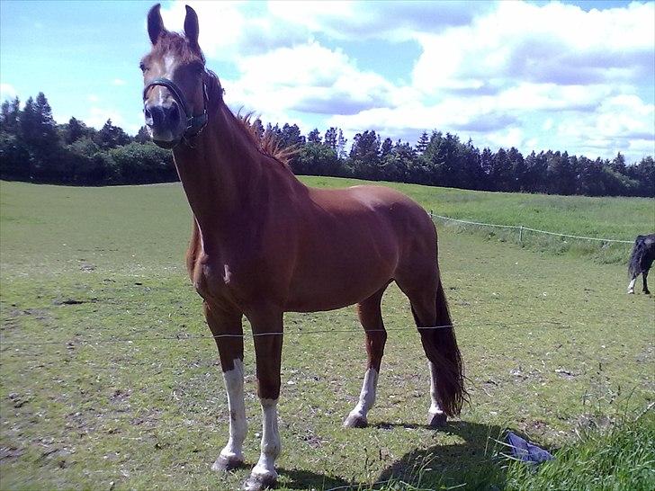 Dansk Varmblod Cape Coast billede 9