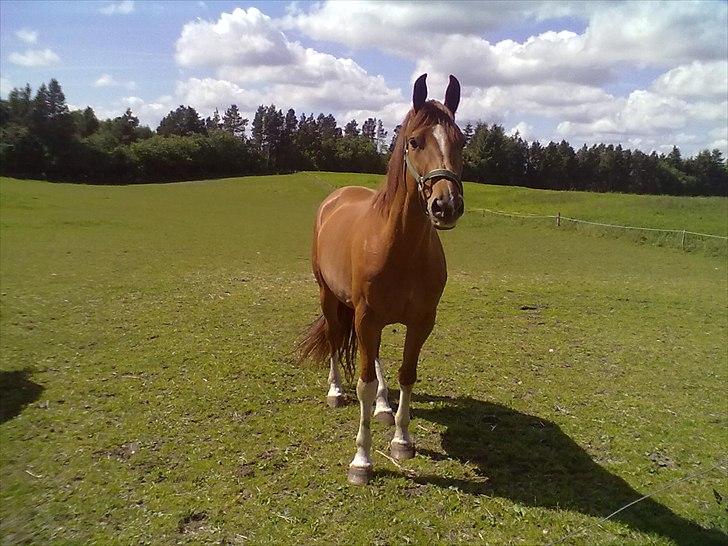 Dansk Varmblod Cape Coast billede 10