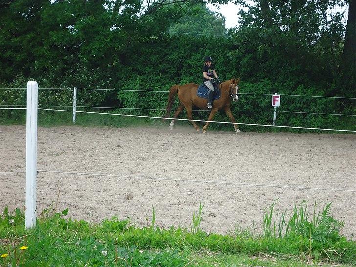 Anden særlig race Bella - Smukt min dejelige pony<3 billede 8