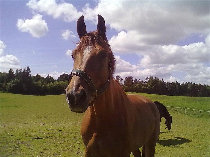 Dansk Varmblod Cape Coast billede 11