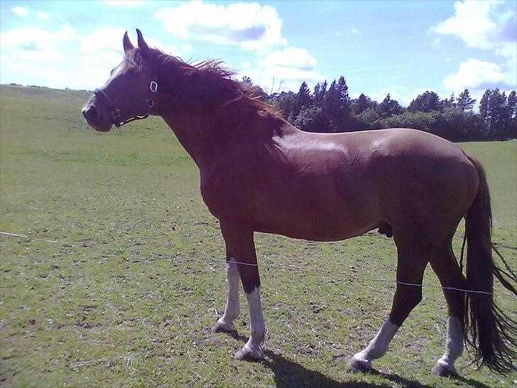 Dansk Varmblod Cape Coast billede 12