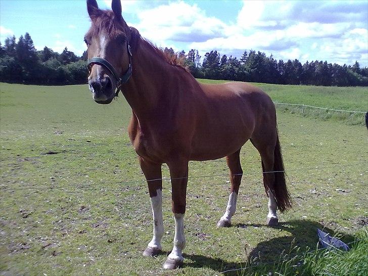 Dansk Varmblod Cape Coast billede 13