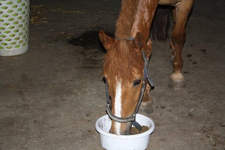 New Forest Wendy<3 (savnes  :'-( ) - 
Der kan være tusindevis af tårer gemt i din øjne, hundredevis af ord bag det falske smil, men en hel livshistorie bag dit knuste hjerte. billede 17