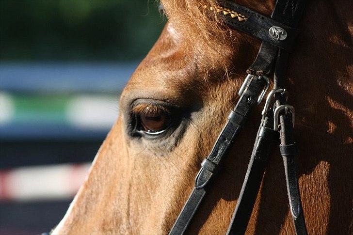 New Forest Wendy<3 (savnes  :'-( ) - Jeg fandt dig - fik dig - elskede dig - mistede dig - savner dig
 billede 11