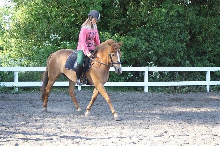 New Forest Wendy<3 (savnes  :'-( ) - At vente på dig, er som at vente på regn i tørke, skuffende & nytteløst :'-( billede 18
