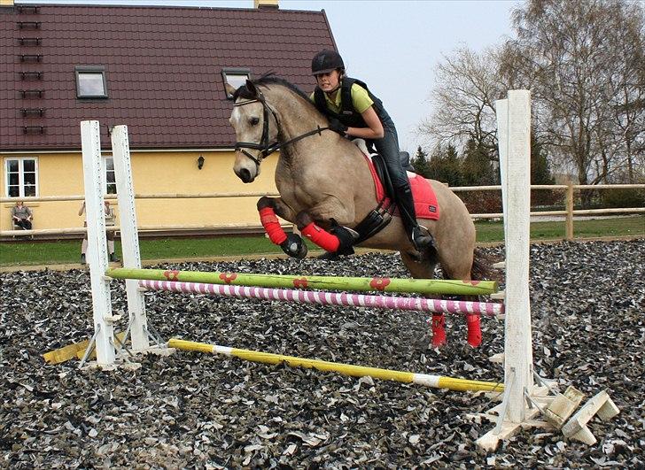 Welsh Cob (sec D) Ocebio <3 - Springning :D Foto: Cecilie billede 5