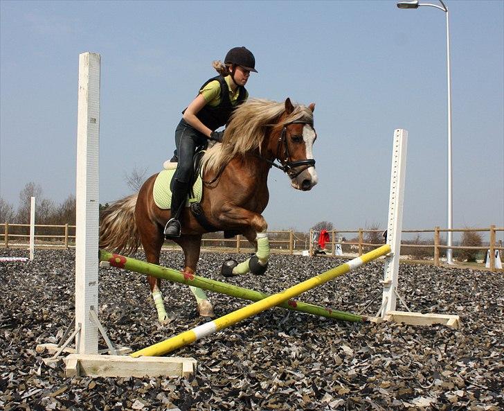 Welsh Pony af Cob-type (sec C) Fjordglimt Mr. George - Anden gang sprigning! :) Foto: Cecilie billede 18