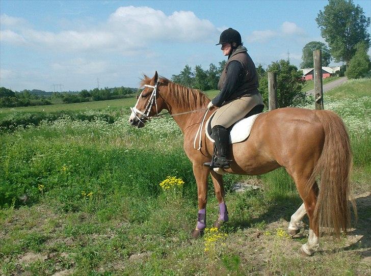 Frederiksborg Locky Classic - ja min mor er ikke den bedste rytter og fotograffen er vist heller ikke helt god, taget og indsat den 2 juni 2011 billede 13
