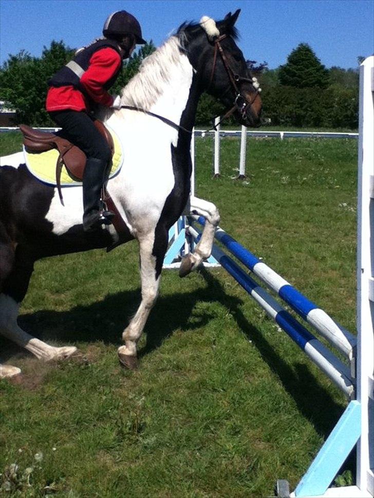 Anden særlig race Bakkes indy - du redder mig når jeg rider dårligt. du kan alt<3 billede 14