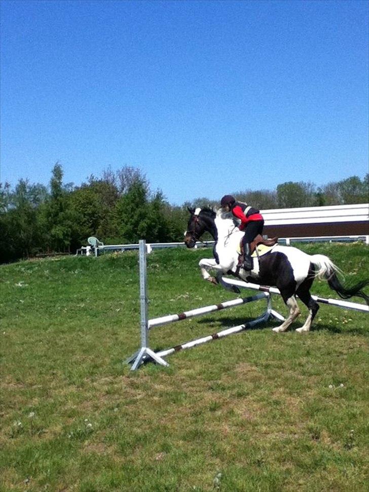 Anden særlig race Bakkes indy - Basse! Du er prof i mine øjen billede 15