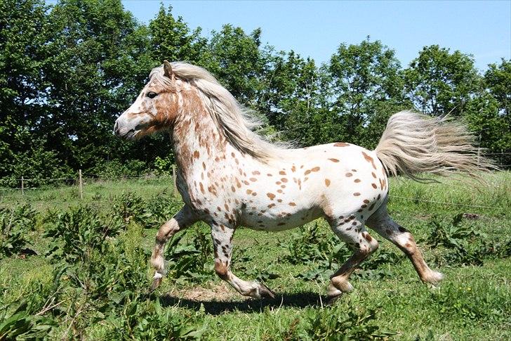 Anden særlig race Indian Macao billede 1