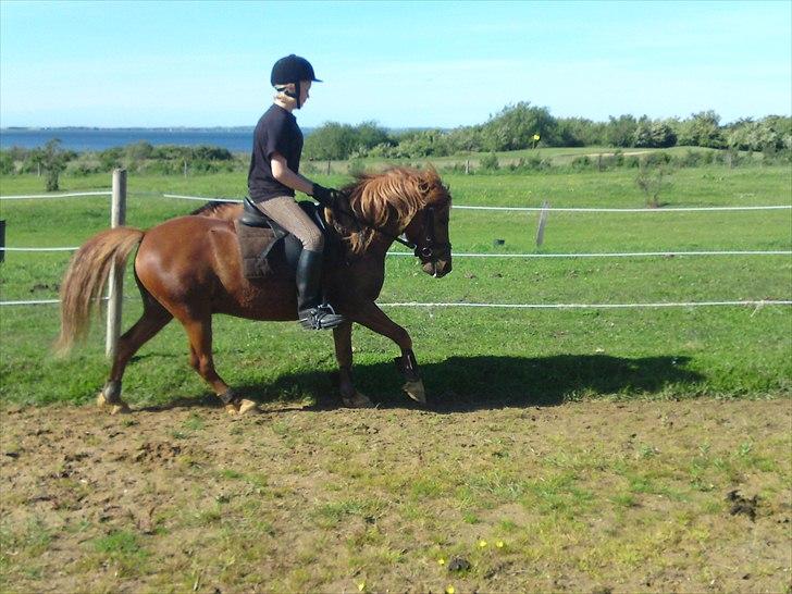 Anden særlig race Magic Mio! Altid gemt i hjertet. <3 - Galop xD. billede 14