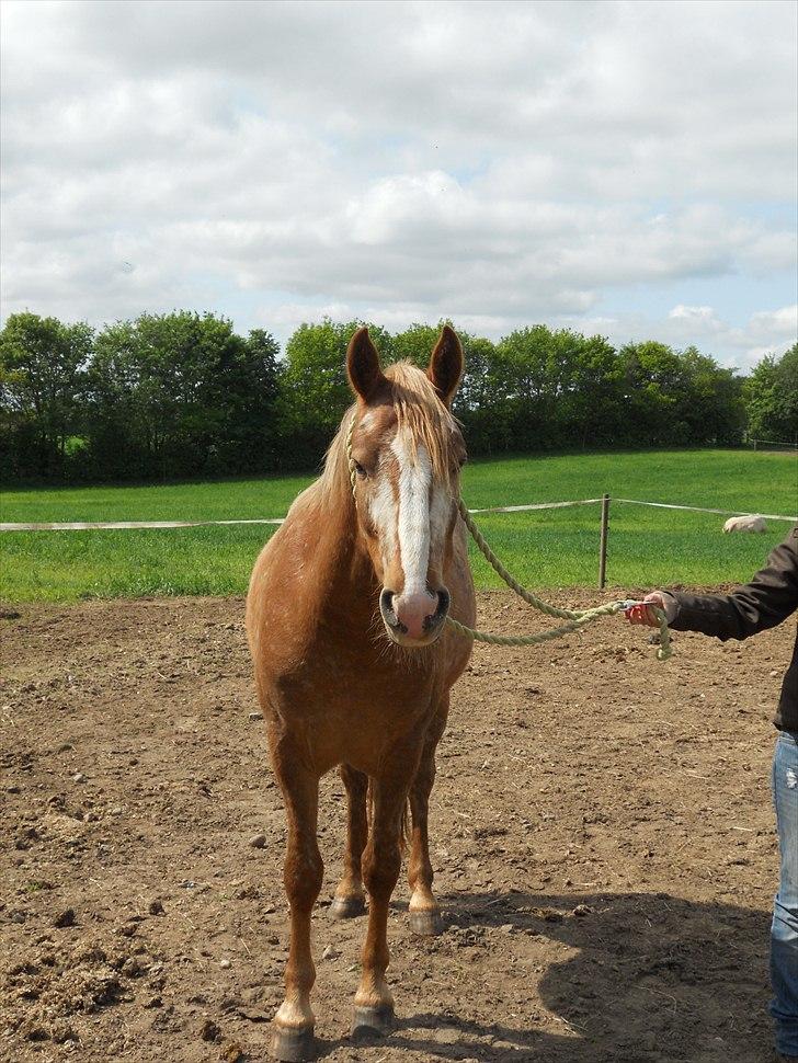 Knabstrupper Dyrehavens Surprise billede 2