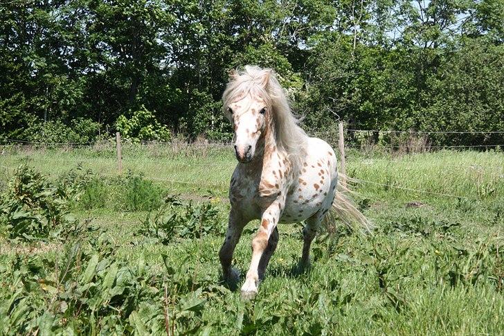 Anden særlig race Indian Macao billede 2