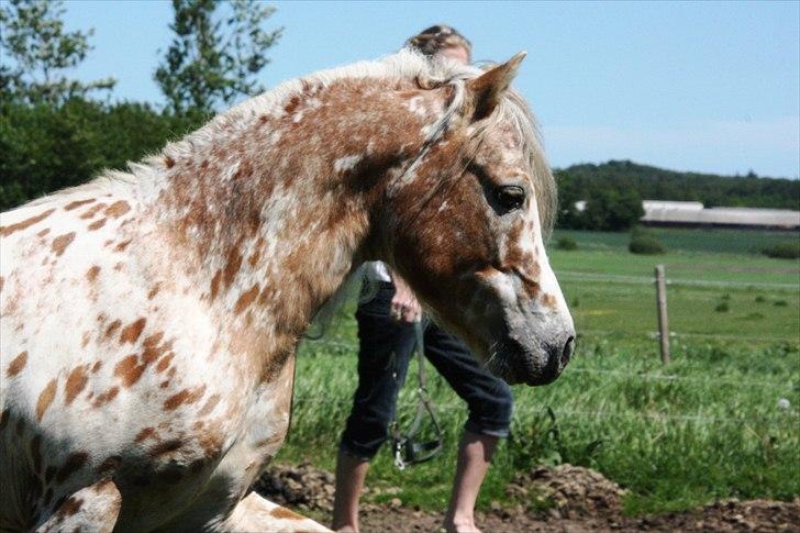 Anden særlig race Indian Macao billede 3