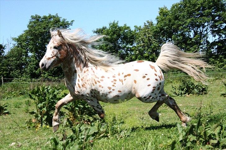 Anden særlig race Indian Macao billede 4