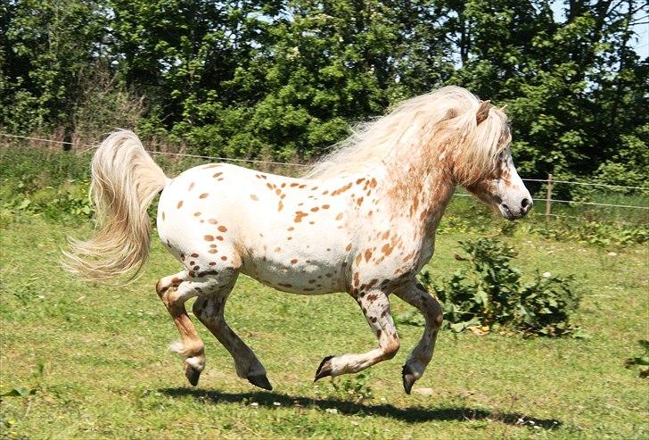 Anden særlig race Indian Macao billede 5