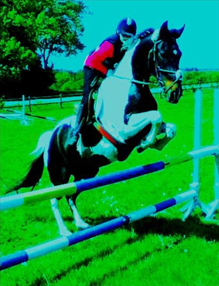 Anden særlig race Bakkes indy - du kan flyve!!!!<3 billede 16