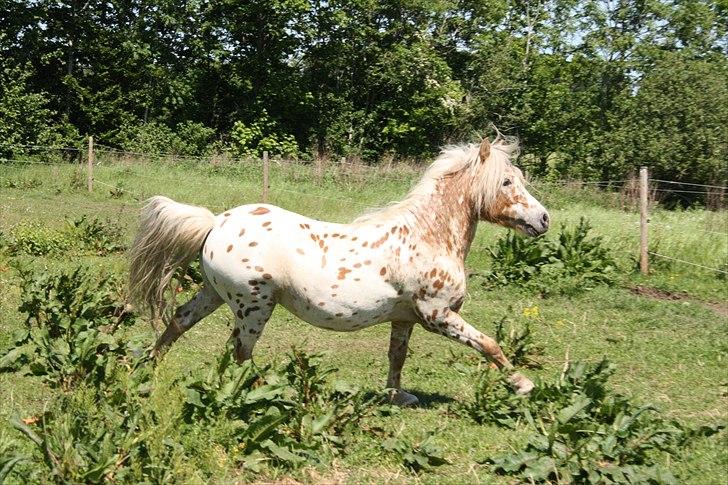 Anden særlig race Indian Macao billede 6