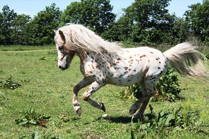 Anden særlig race Indian Macao billede 8