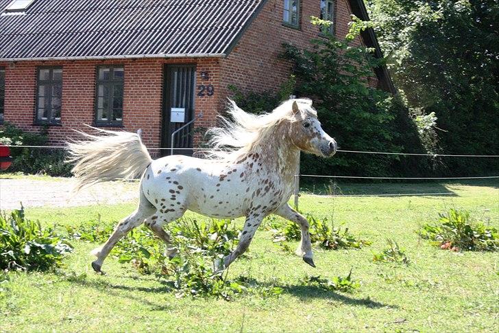 Anden særlig race Indian Macao billede 9